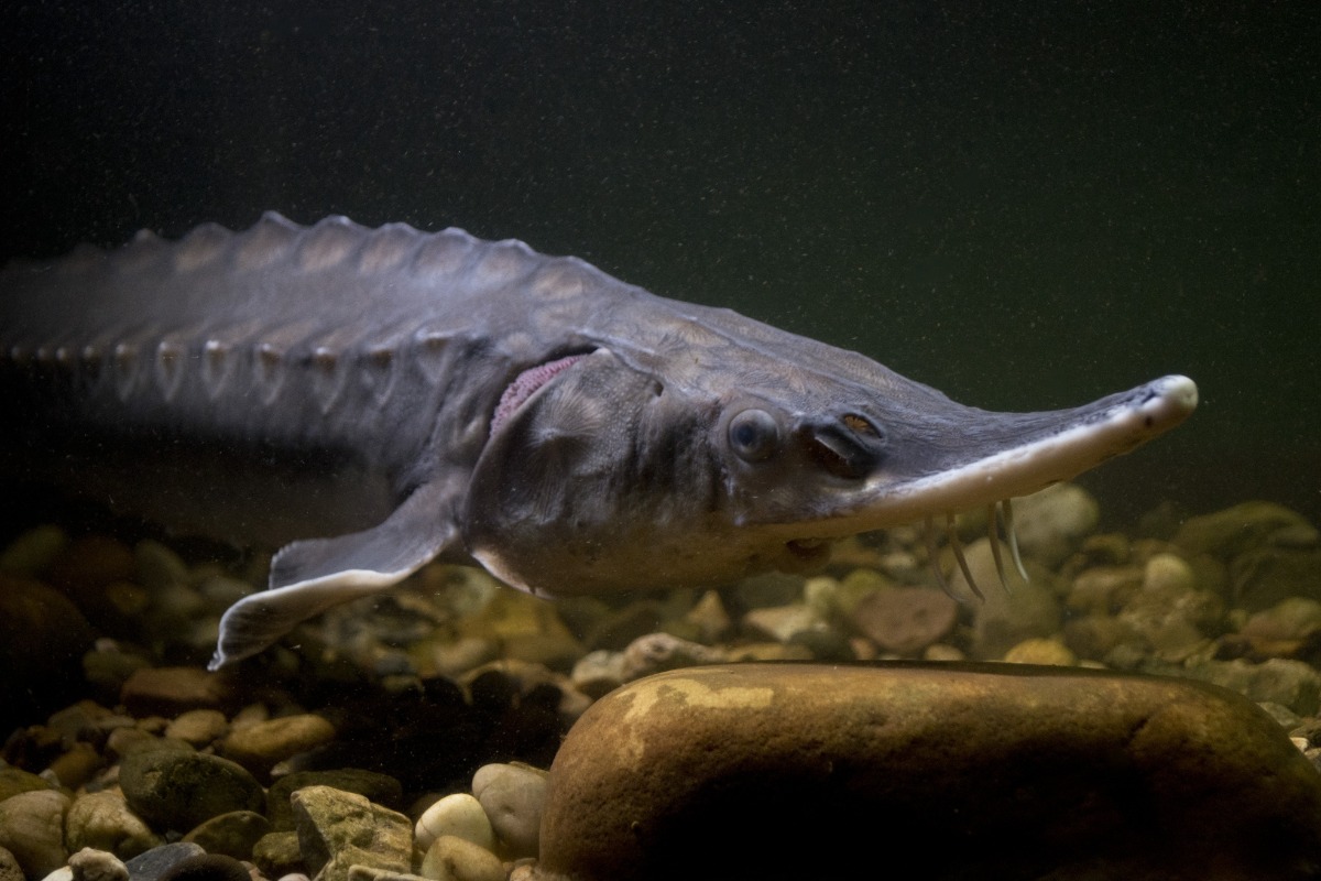 Sturgeon-like fish with a long, saw-edged snout gliding over pebbles in an aquarium.