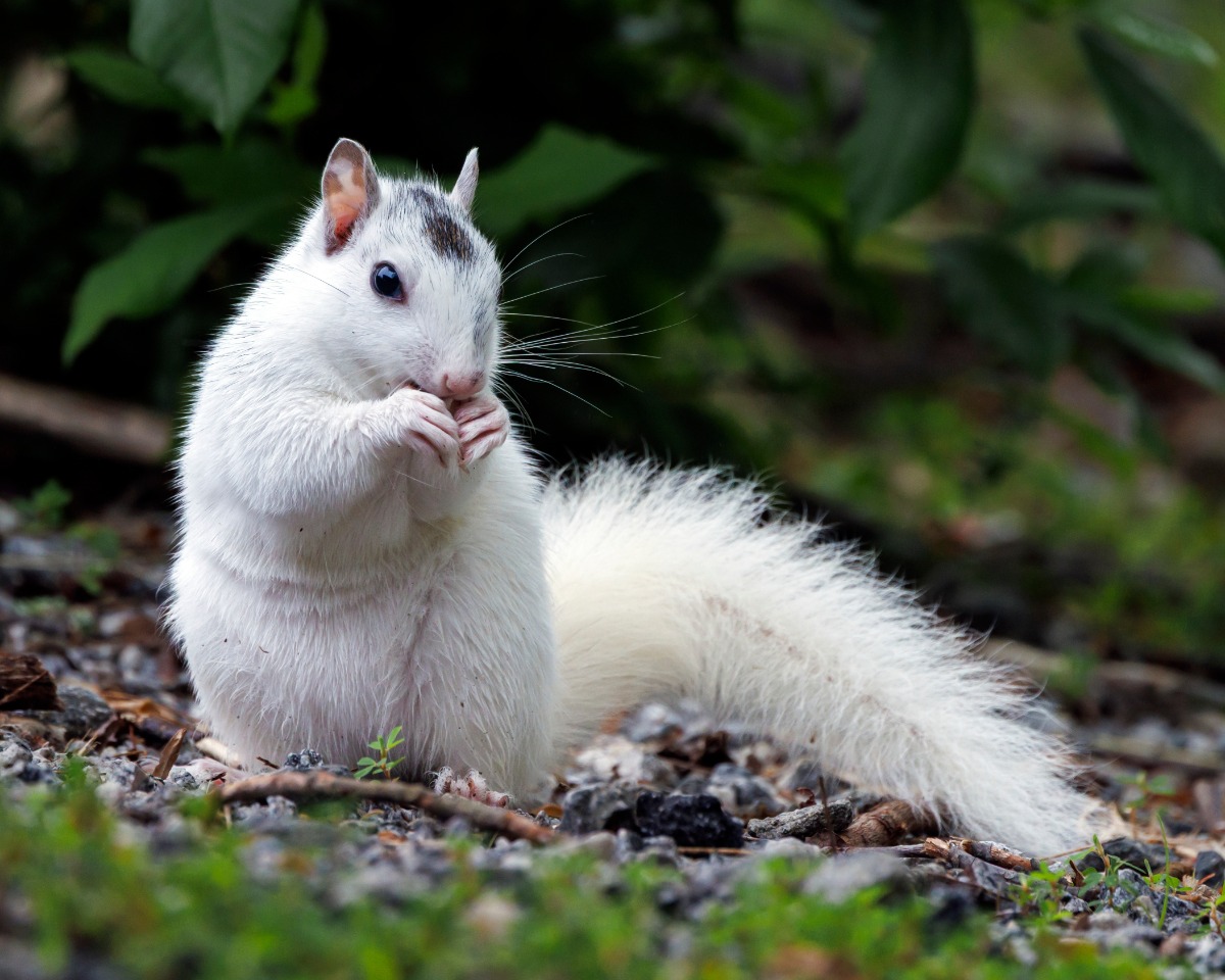 White squirrel sitting on the ground, nibbling its paws among leaves and small plants, fluffy tail curled behind.