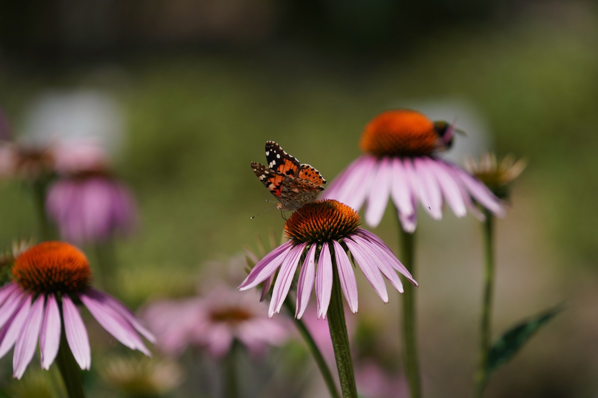 Butterfly with orange and black wings perched on a pink coneflower in a sunny garden.