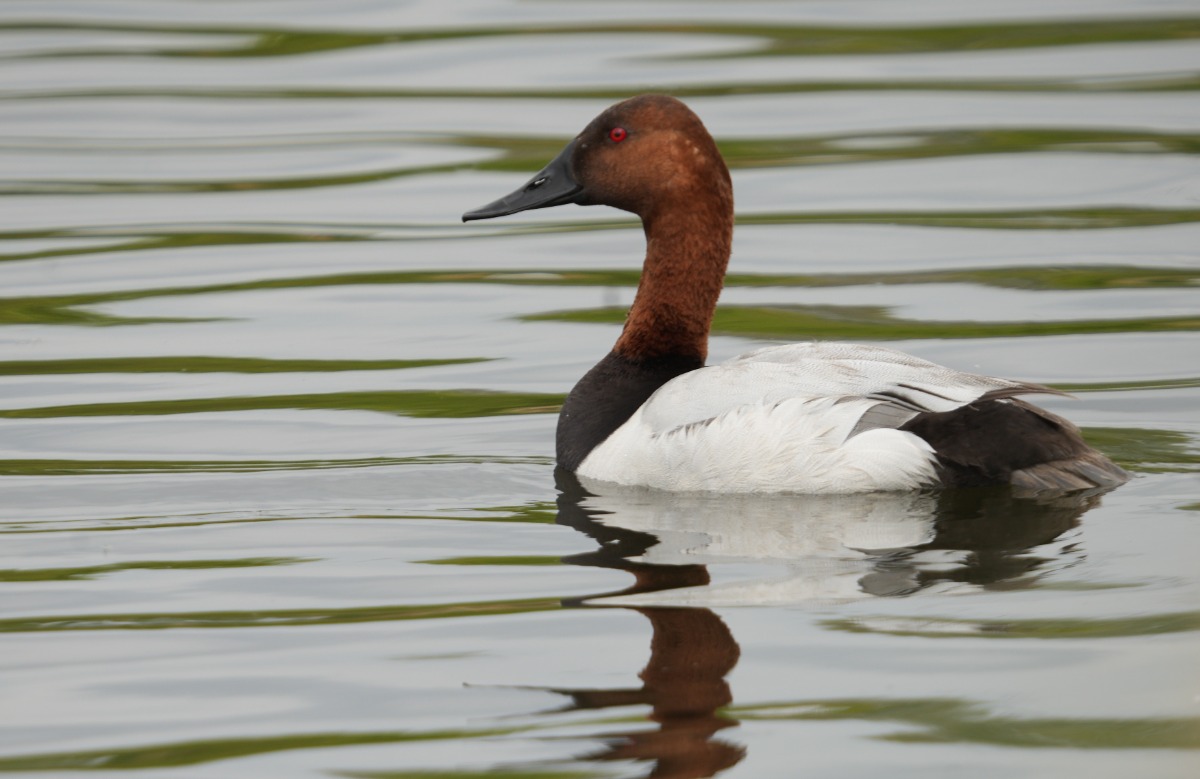 Redhead duck swimming on calm water with a chestnut head, white body, and red eye, reflected in the surface.