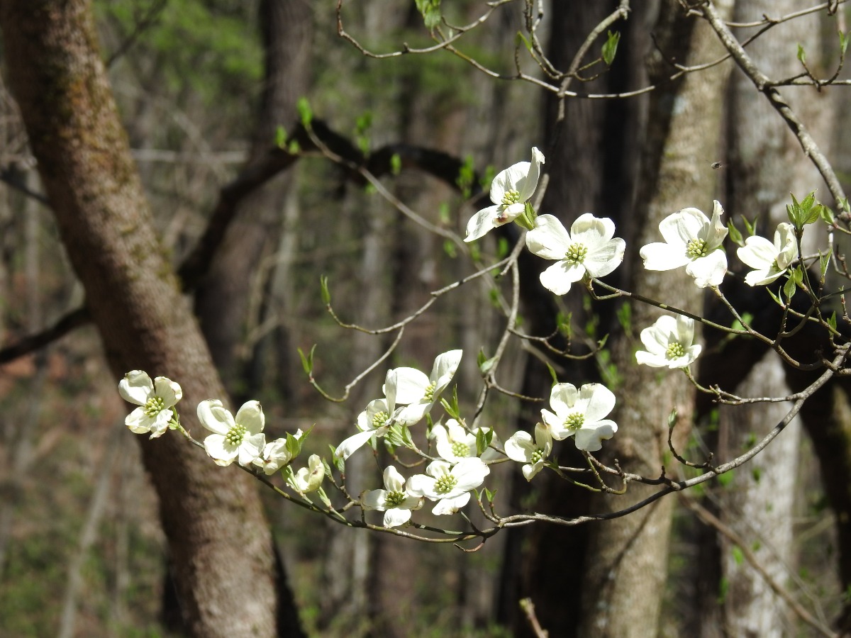 White dogwood blossoms on a thin branch with a forest background in sunlight.
