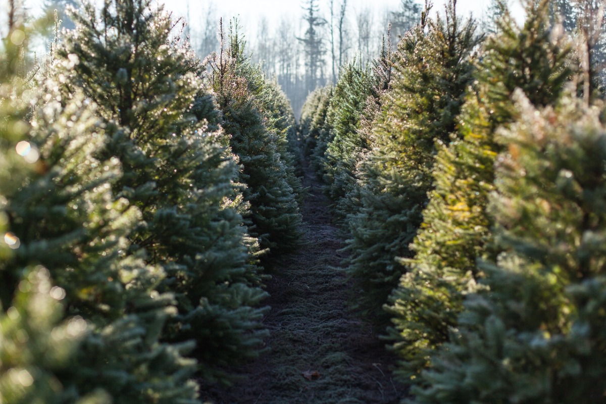 Rows of evergreen Christmas trees in a tree farm, with a narrow dirt path between the rows.