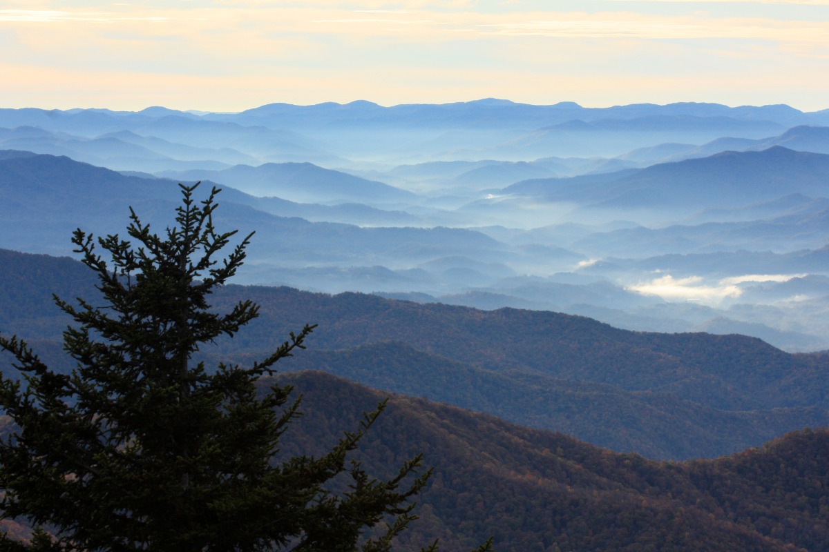 Layered blue mountain range with misty valleys and a dark evergreen foreground tree on the left.