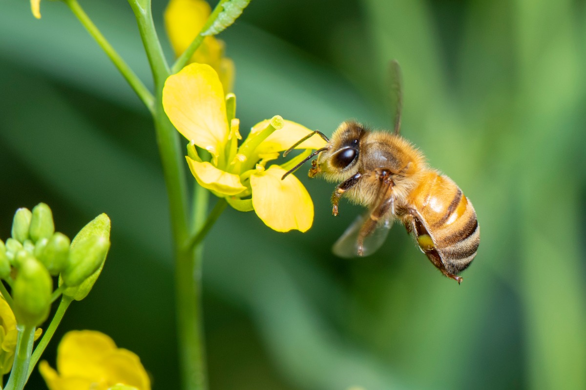 Honeybee gathering nectar from a bright yellow flower in a green garden (macro shot)