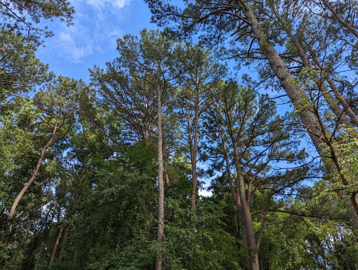 Tall pine trees reach upward through a dense green forest toward a bright blue sky.