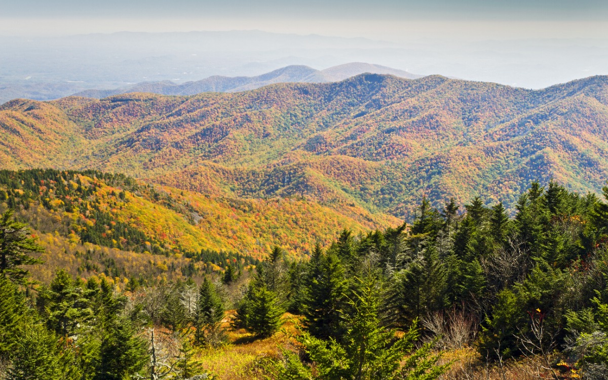 Mountain range covered in autumn foliage, with evergreen trees in the foreground.