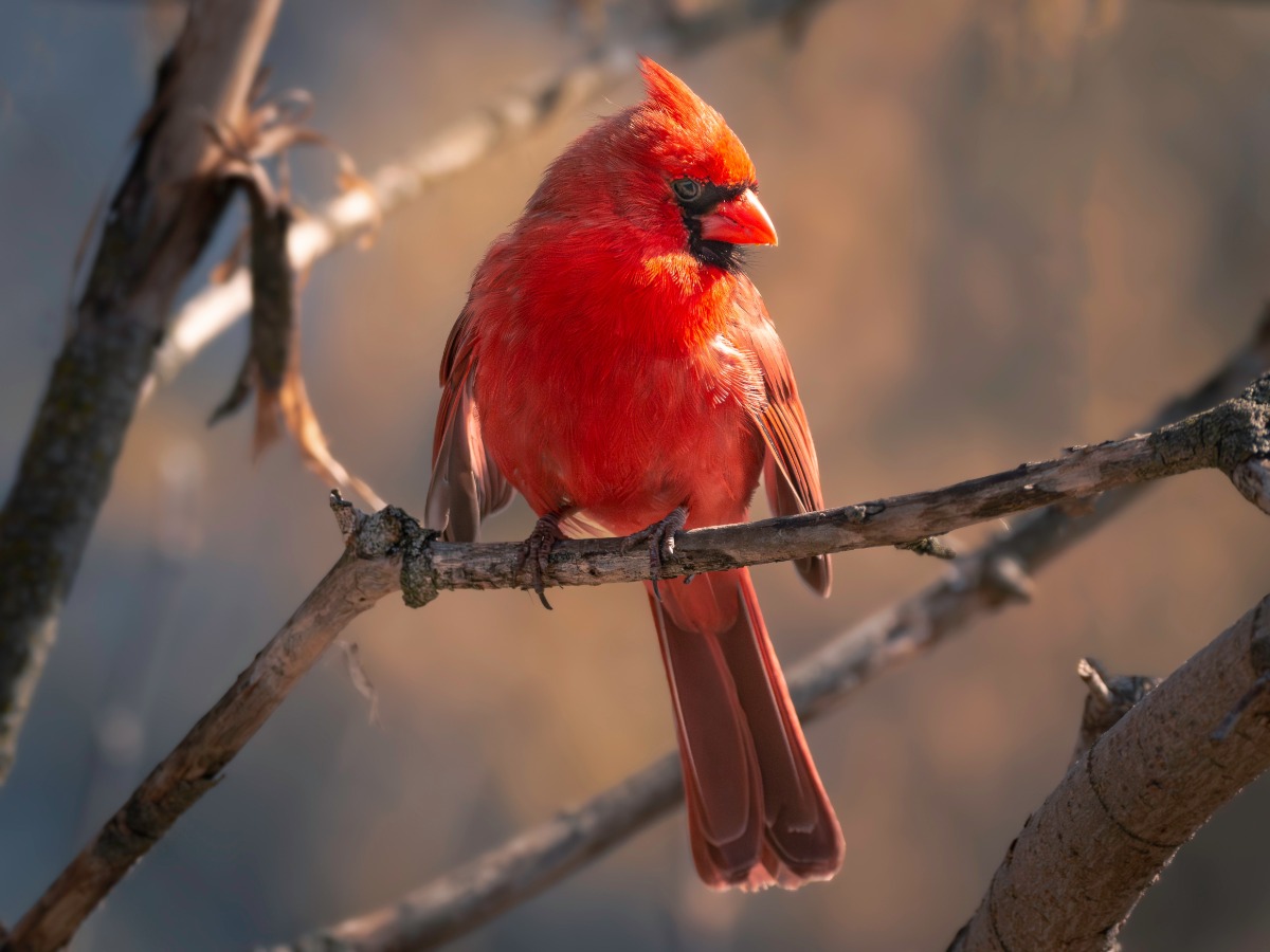 Bright red male cardinal perched on a bare branch, facing right with a short crest on its head.