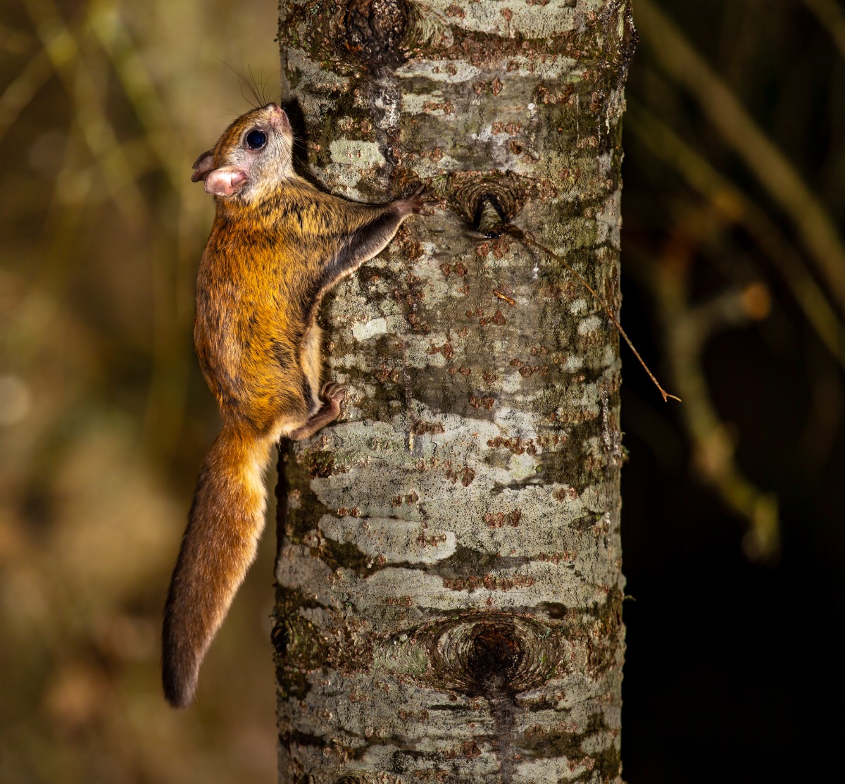 Red squirrel clinging to a tree trunk with a long fluffy tail in a forest setting.