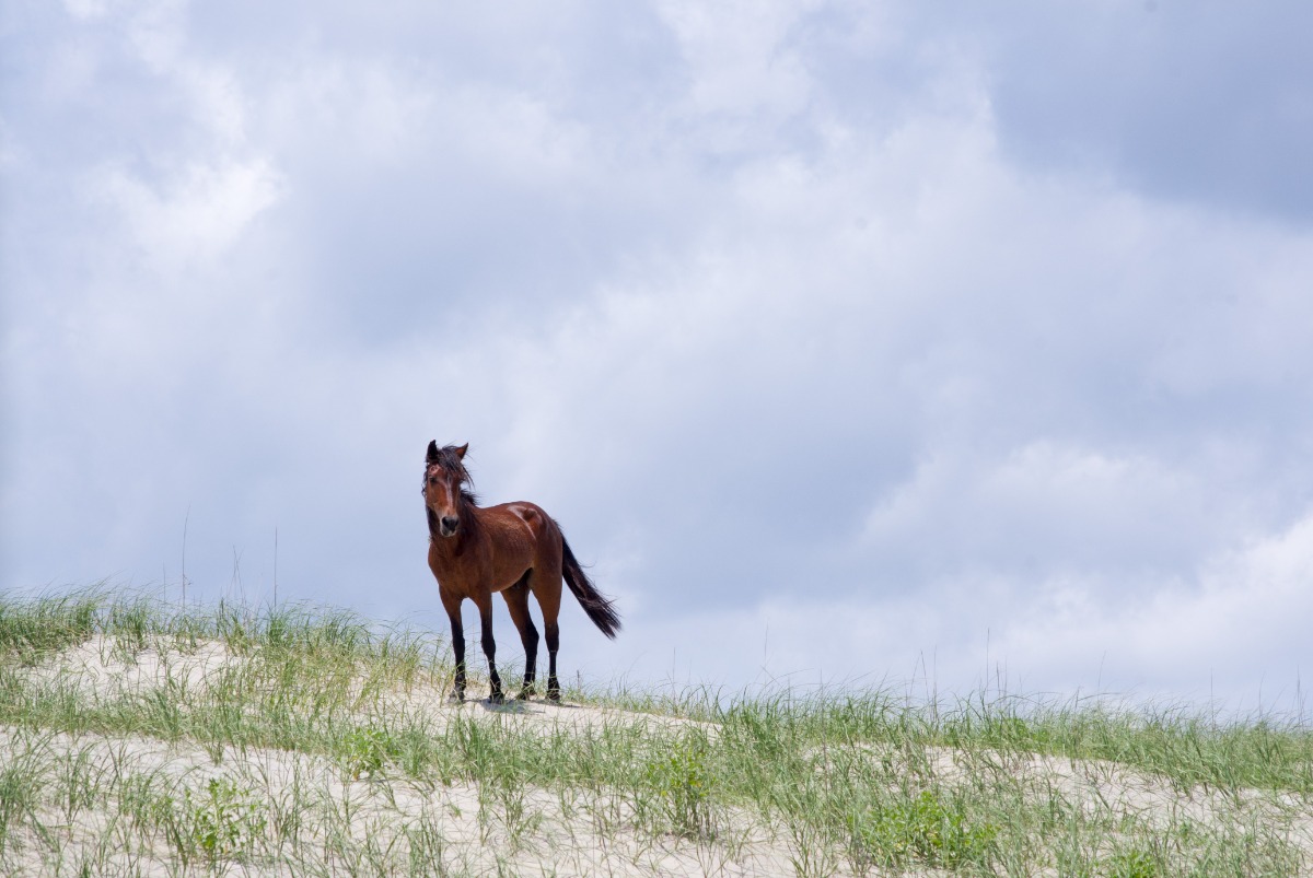 Brown horse standing on a sandy dune with green grasses under a cloudy sky at dusk/daylight.