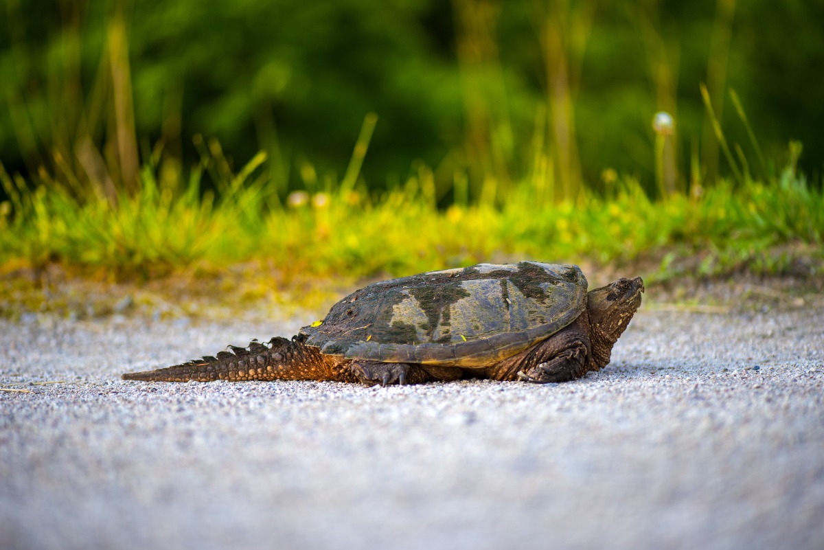 Turtle resting on a gravel path with green blurred vegetation in the background.