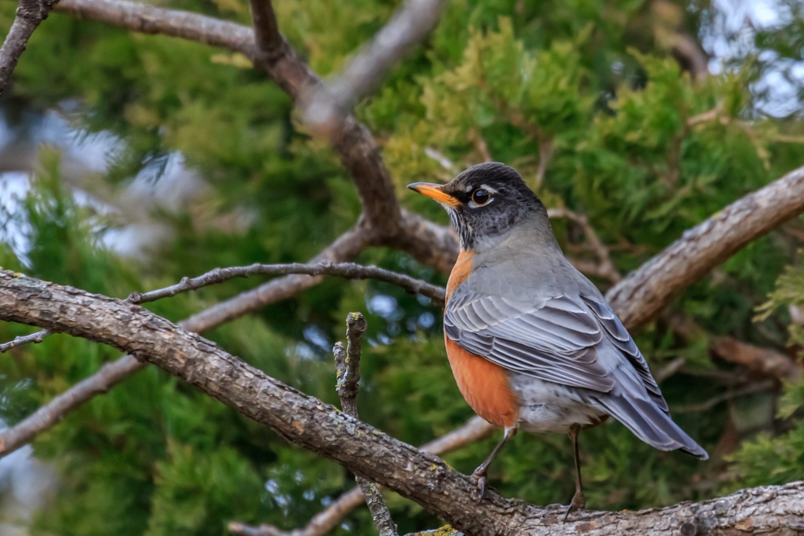 American robin perched on a tree branch with an orange breast and gray wings, green foliage in the background.