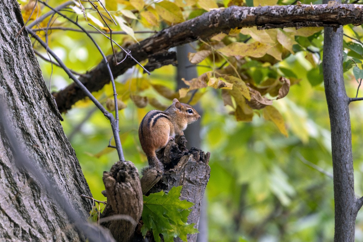Chipmunk perched on a weathered log among autumn leaves, looking to the right.