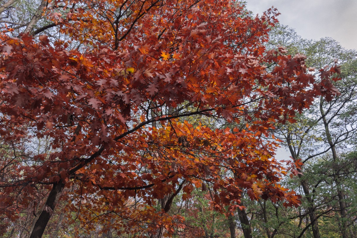 Branch of a maple tree with bright red autumn leaves, with other trees and a cloudy sky in the background.