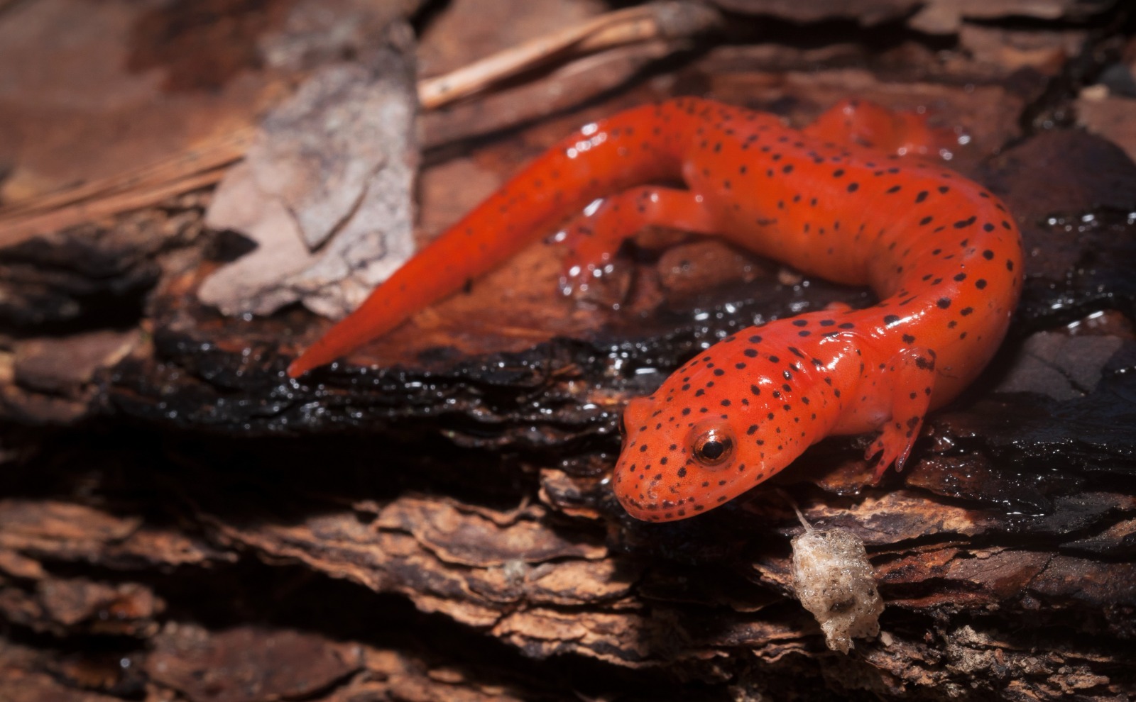 Bright orange fire salamander with black spots crawling on damp, dark bark surface.