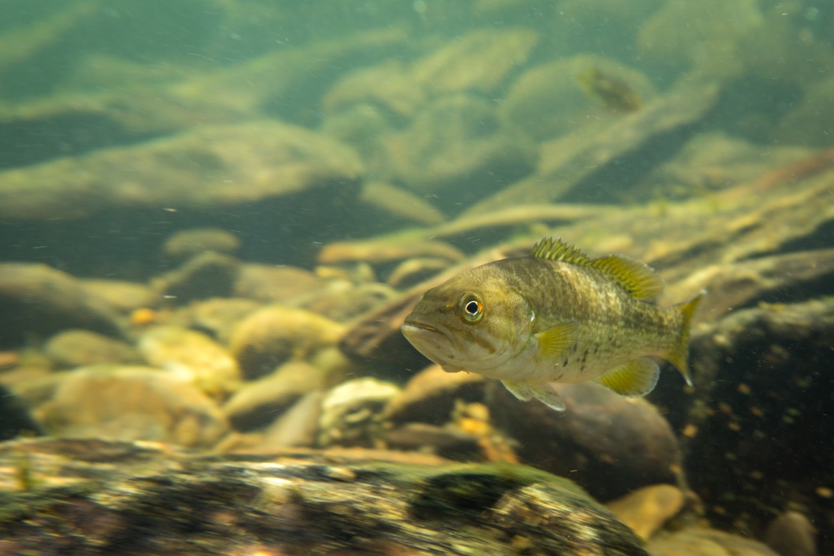 Small freshwater fish swimming near a rocky riverbed with greenish water and sunlight filtering through.