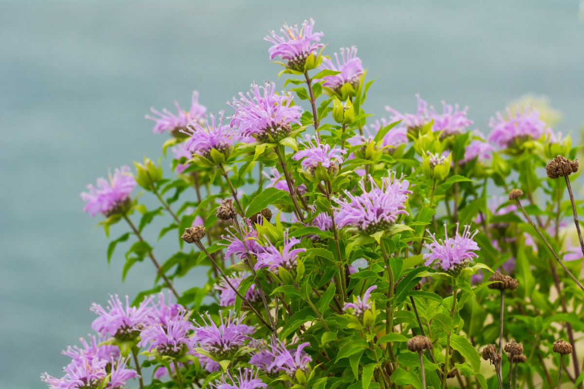 Cluster of purple bee balm flowers with green leaves against a blurred blue water background.