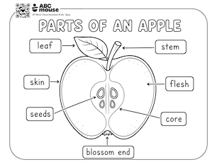 Labeled diagram showing the leaf, stem, skin, flesh, seeds, core, and blossom end of an apple—free printable educational page for kids from ABCmouse.com.