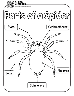 Parts of the spider coloring page for kids from ABCmouse.com.