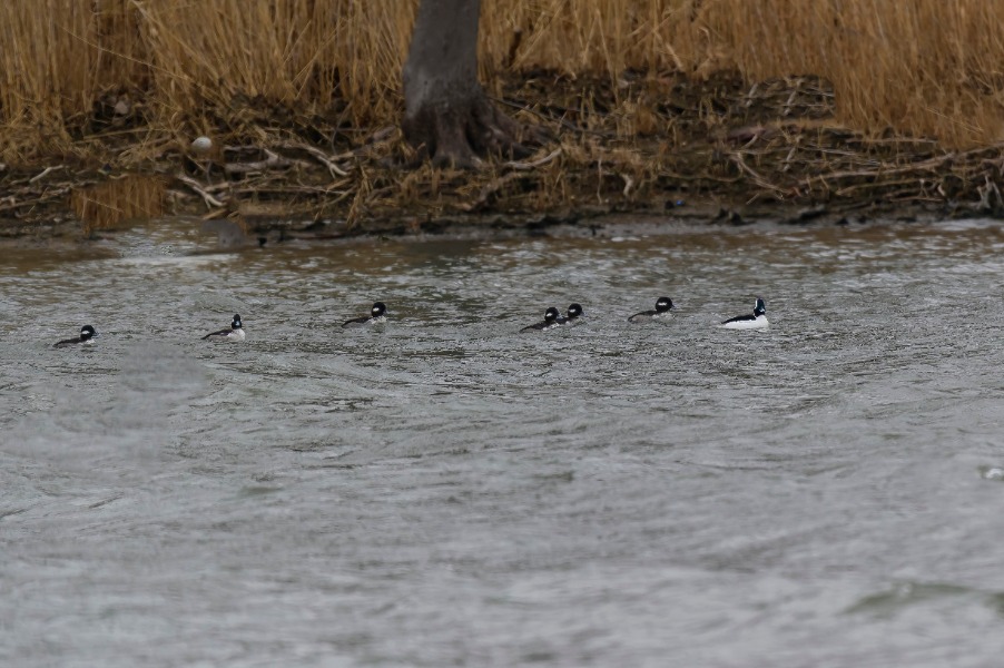A group of ducks swimming on a gray river with a reedy, brown shoreline in the background.