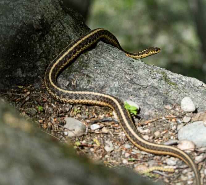 A slender brown snake with yellow stripes along its sides slithering across a rocky forest floor.