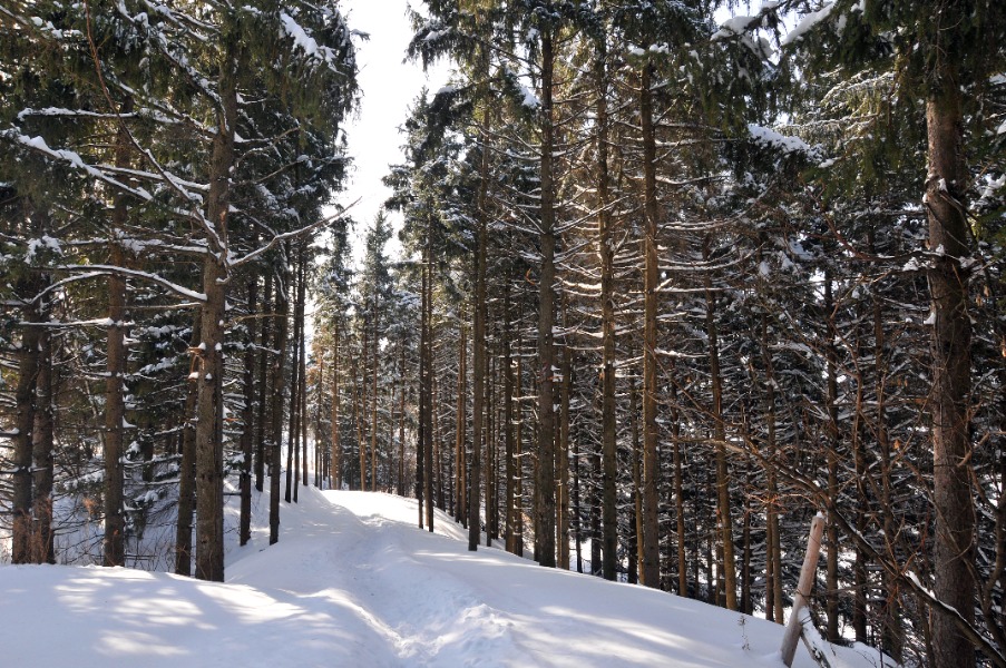 Snowy forest path between tall pine trees, sunlit gaps and shadows on the snow.