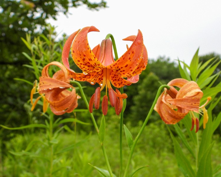 Orange tiger lilies in a green meadow, with petals dotted in red and droplets on the blooms.