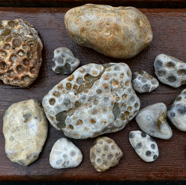 Assorted light and brown rocks with honeycomb-like pitted surfaces laid on a dark wooden surface by a lake or garden edge.