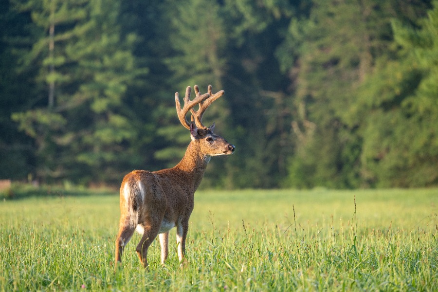 Deer standing in a sunlit grassy field with forest behind, showing large antlers in profile