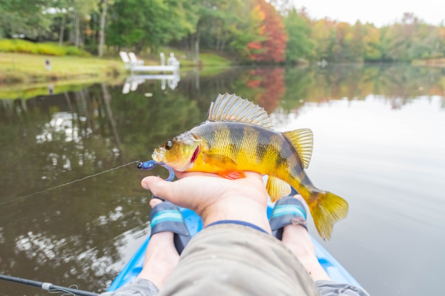 Person in a kayak holds up a yellow perch they just caught on a calm lake.